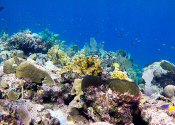 Organismos diminutos dominarán océanos debido a la acidificación