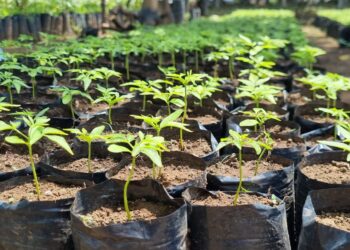 Producen más de 100 mil plantas para reforestar 4 departamentos
