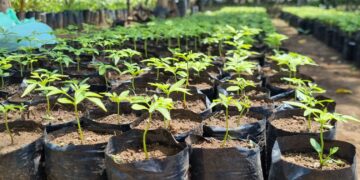 Producen más de 100 mil plantas para reforestar 4 departamentos
