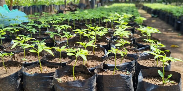 Producen más de 100 mil plantas para reforestar 4 departamentos