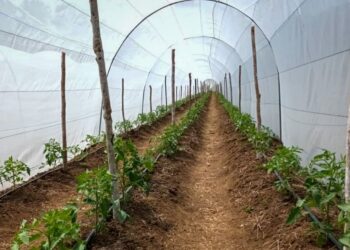 MAGA refuerza infraestructura productiva en área rural de Petén