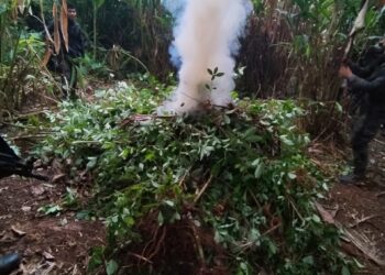 Eliminan 280 mil 440 arbustos de coca y destruyen narcolaboratorio