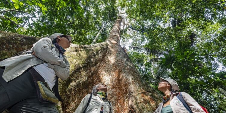 Una aplicación permitirá rastrear madera extraída ilegalmente de Amazonia