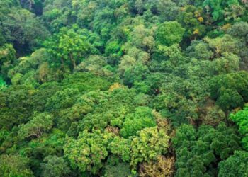 Proyecto Gestión Forestal Sostenible apoyará a familias productoras