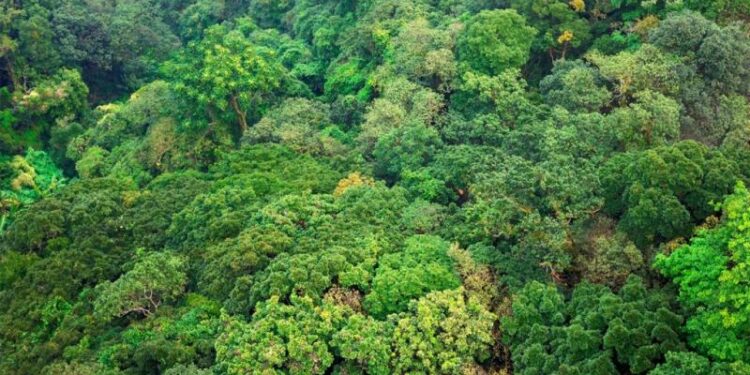 Proyecto Gestión Forestal Sostenible apoyará a familias productoras