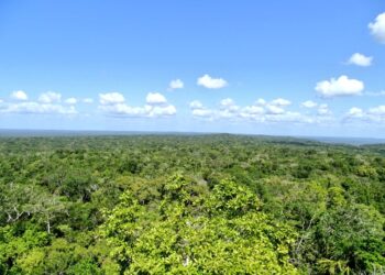 Ejecutivo resalta importancia de las concesiones forestales