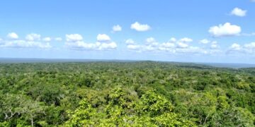 Ejecutivo resalta importancia de las concesiones forestales