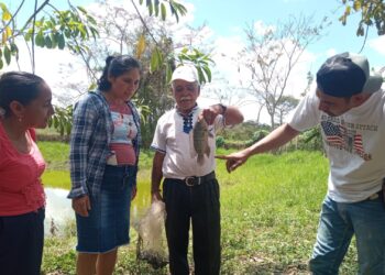 Productores buscan mejorar la producción de tilapia. /Foto: MAGA