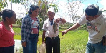 Productores buscan mejorar la producción de tilapia. /Foto: MAGA