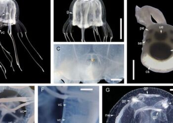 Descubren nueva especie de medusa con 24 ojos