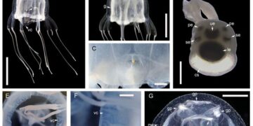 Descubren nueva especie de medusa con 24 ojos
