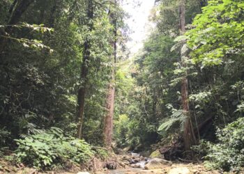 Conforman mesa regional de manejo forestal en nororiente