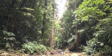 Conforman mesa regional de manejo forestal en nororiente