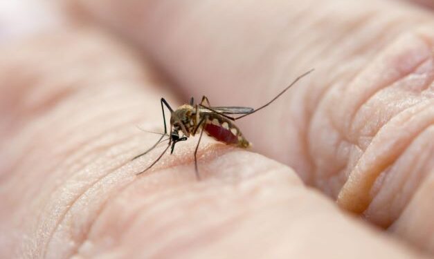 Emiten recomendaciones para prevenir malaria y dengue durante Semana Santa