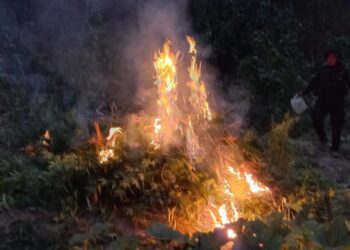 Erradican matas marihuana valorada en más de 2 millones de quetzales