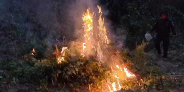 Erradican matas marihuana valorada en más de 2 millones de quetzales