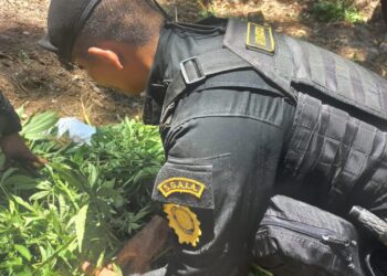 Erradican plantaciones ilícitas en Alta Verapaz y Totonicapán