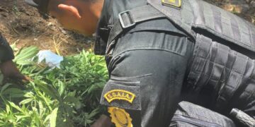 Erradican plantaciones ilícitas en Alta Verapaz y Totonicapán