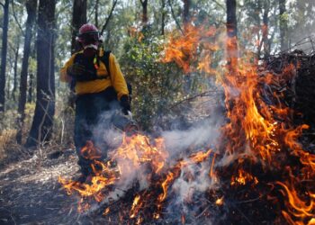 Más de 3 mil hectáreas consumidas por incendios forestales
