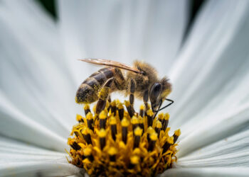 Insectos polinizadores aparecieron hace al menos 163 millones de años