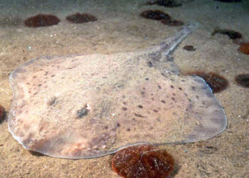 Genoma de una pequeña raya desvela mecanismos de sus peculiares aletas