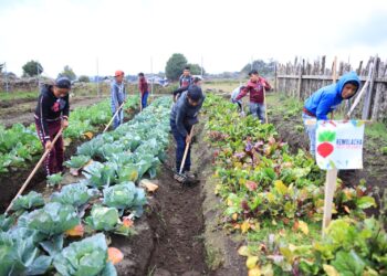 Maga impulsará 4 mil huertos escolares este 2023
