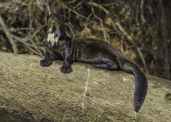 Genomas de 240 especies de mamíferos revelan qué hace único al genoma humano