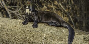 Genomas de 240 especies de mamíferos revelan qué hace único al genoma humano