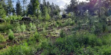 Inab coordina medidas para Sembrando Huella 2023