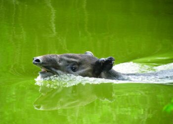 Hoy se celebra el Día Internacional del Tapir