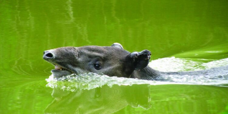Hoy se celebra el Día Internacional del Tapir