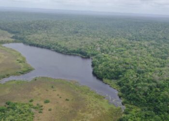 Gobierno aumenta concesiones forestales en Petén