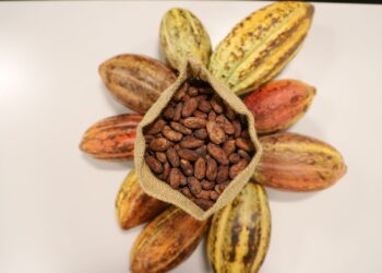 Muestras de cacao fino representarán a Guatemala en evento internacional