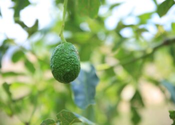 Quesada, Jutiapa uno de los lugares de mayor producción de aguacate hass. /Foto: MAGA