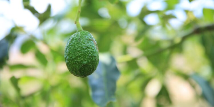 Quesada, Jutiapa uno de los lugares de mayor producción de aguacate hass. /Foto: MAGA