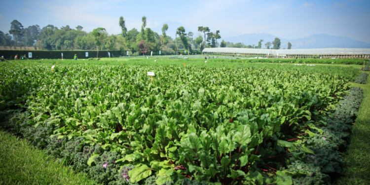 Agricultores promueven mejora en la producción de semillas