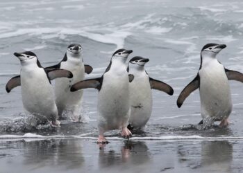 Pingüinos son clave para reciclar hierro en aguas de la Antártida