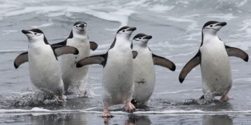 Pingüinos son clave para reciclar hierro en aguas de la Antártida