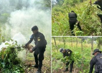 Erradican más de 13 mil plantas de marihuana en San Marcos