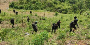Destruyen más de 70 mil arbustos de coca en Alta Verapaz