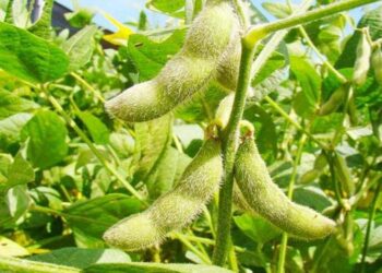 Bacterias pueden ayudar a aumentar fotosíntesis de las plantas