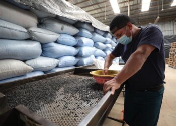 Autorizan contingente arancelario por desabastecimiento de frijol negro