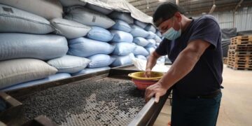 Autorizan contingente arancelario por desabastecimiento de frijol negro