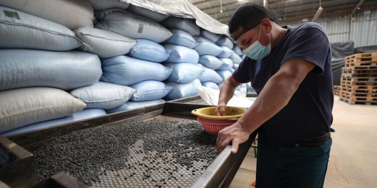 Autorizan contingente arancelario por desabastecimiento de frijol negro