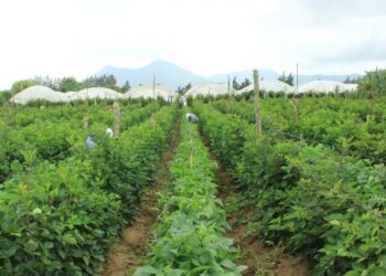 Sector agropecuario de Huehuetenango se prepara ante aumento de lluvias