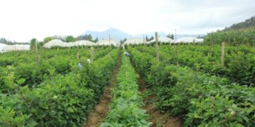 Sector agropecuario de Huehuetenango se prepara ante aumento de lluvias