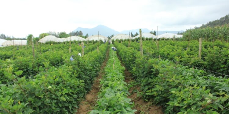 Sector agropecuario de Huehuetenango se prepara ante aumento de lluvias