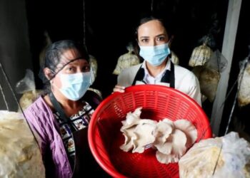 Productoras de hongos de Totonicapán son motivadas a financiar su emprendimiento