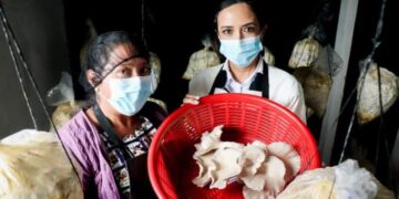 Productoras de hongos de Totonicapán son motivadas a financiar su emprendimiento