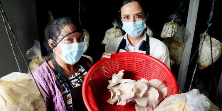 Productoras de hongos de Totonicapán son motivadas a financiar su emprendimiento